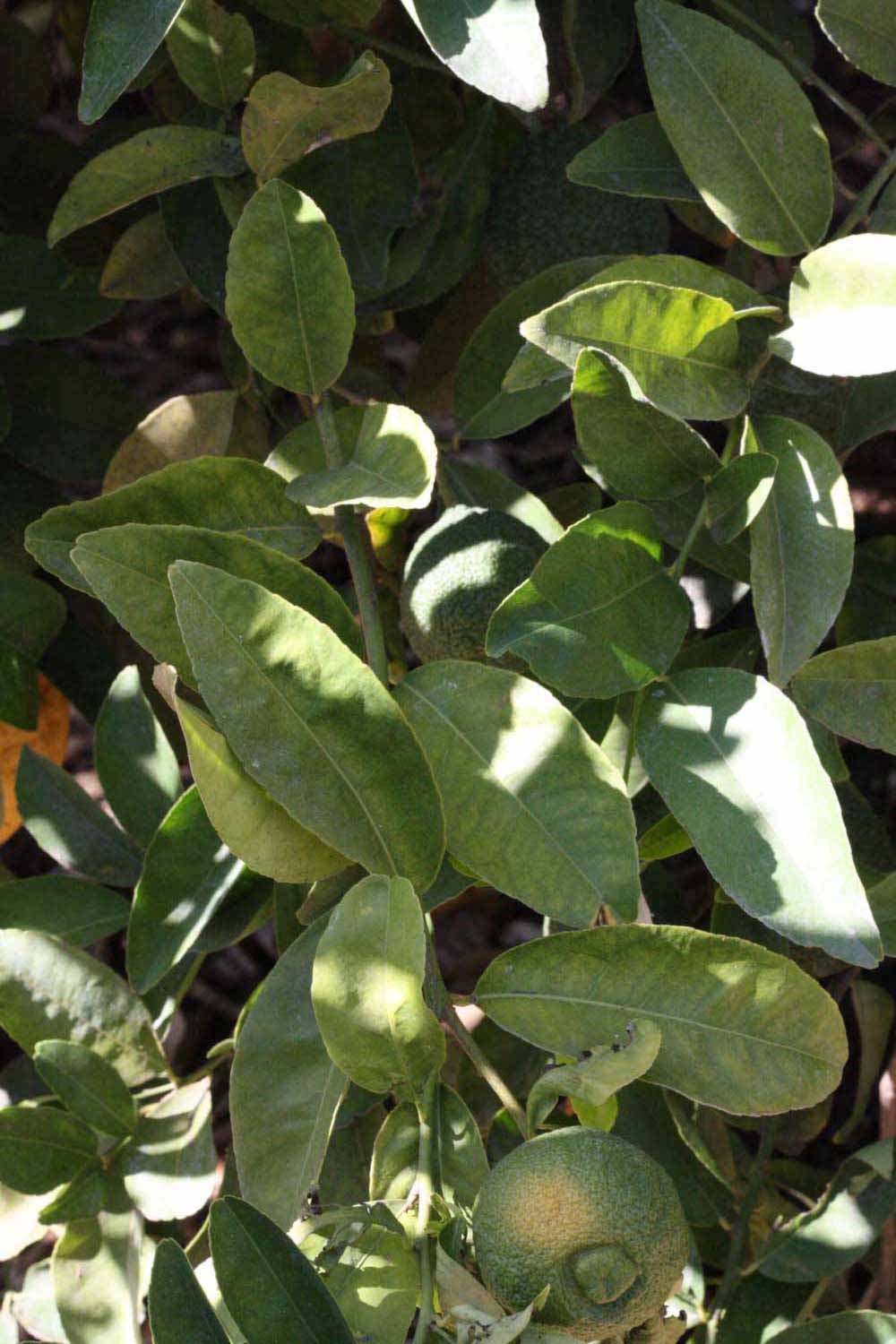              Shade leaves (Riverside, CA)       